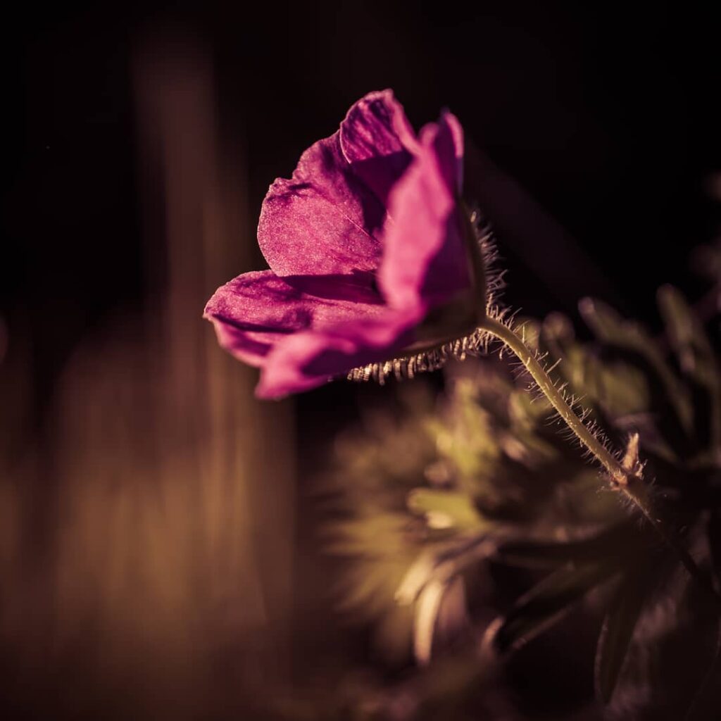 fleur dans l'obscurité