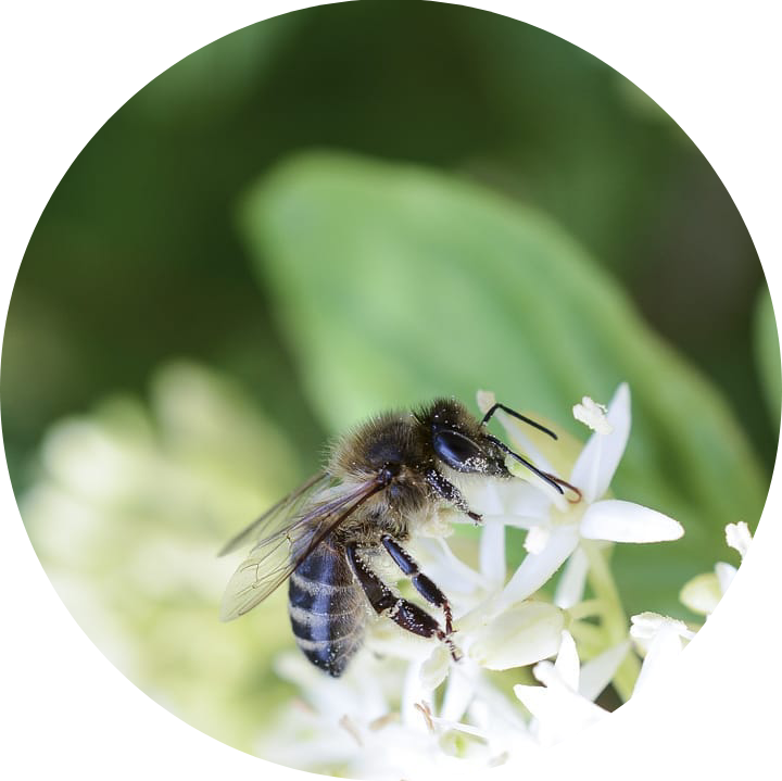 nature Ophélie Pixel Mimosa