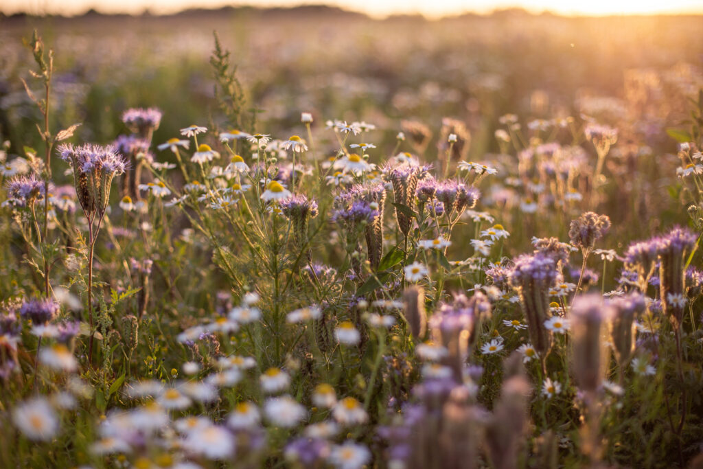 champ de fleurs
