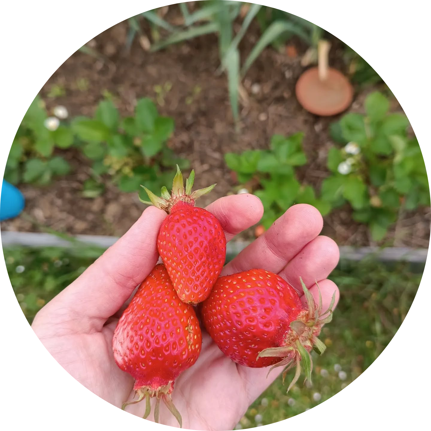 jardin potager Pixel MImosa